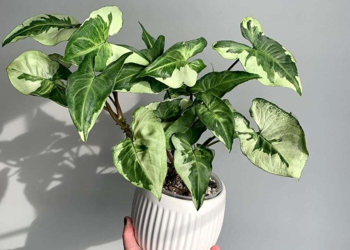 474841184_18046524788222563_2242440898385204106_n (1)