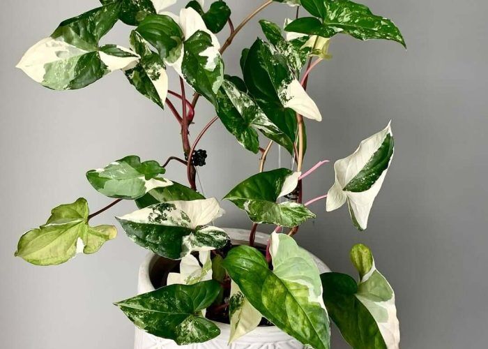 475909187_18047132051222563_1428874060679597227_n (1)