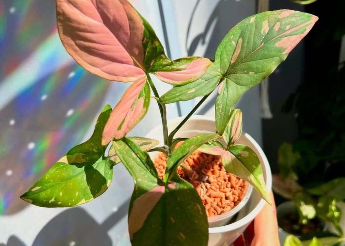 491441462_17949784622971896_3476607238529148927_n (1)