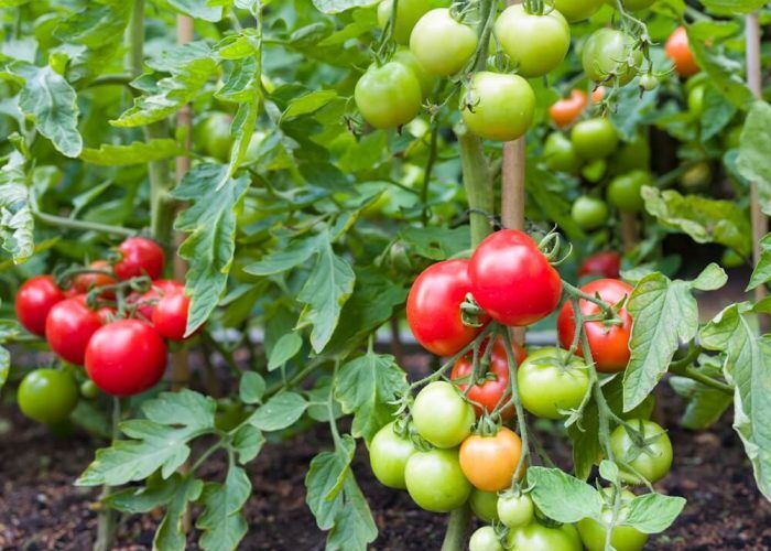 495451611_1140495114782556_2276389800642576892_n (1)