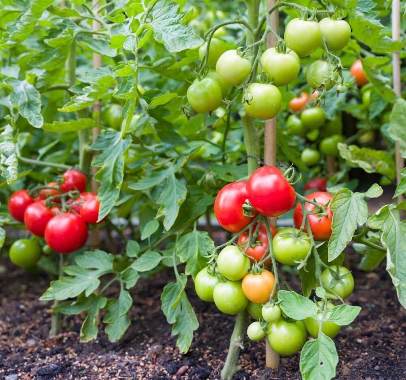 495451611_1140495114782556_2276389800642576892_n (1) 495451611_1140495114782556_2276389800642576892_n (1)