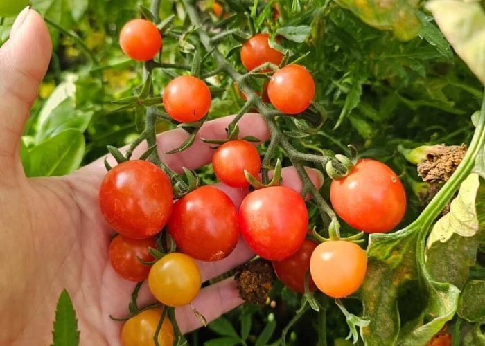 522640029_631701779406253_5401190749464431939_n