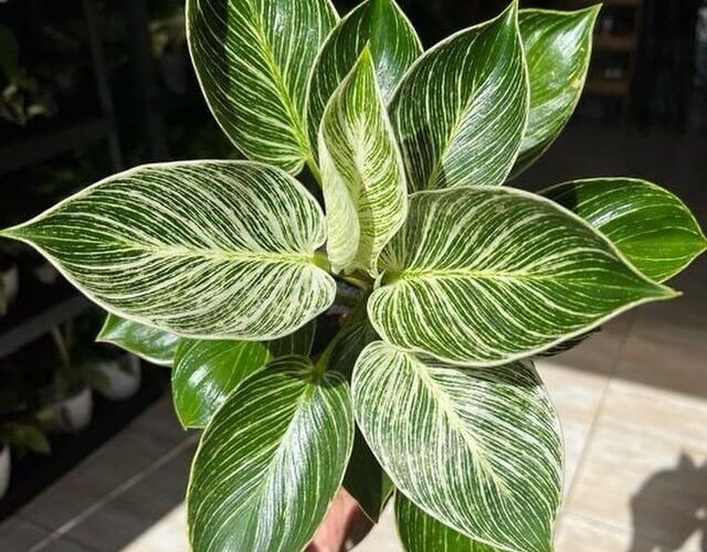 589855631_17871274539492586_5301589948733842285_n (1)