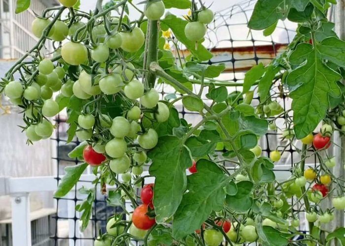 605571730_17878096557448239_39548866318317484_n