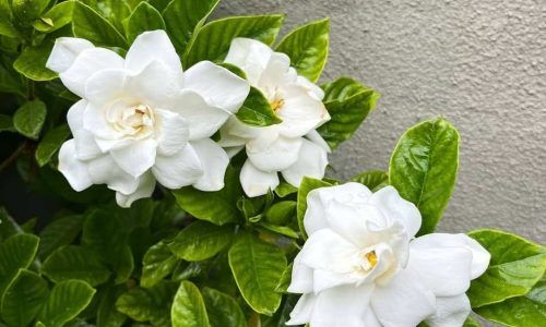 626425674_18338163490208029_7063384608189844492_n (1)